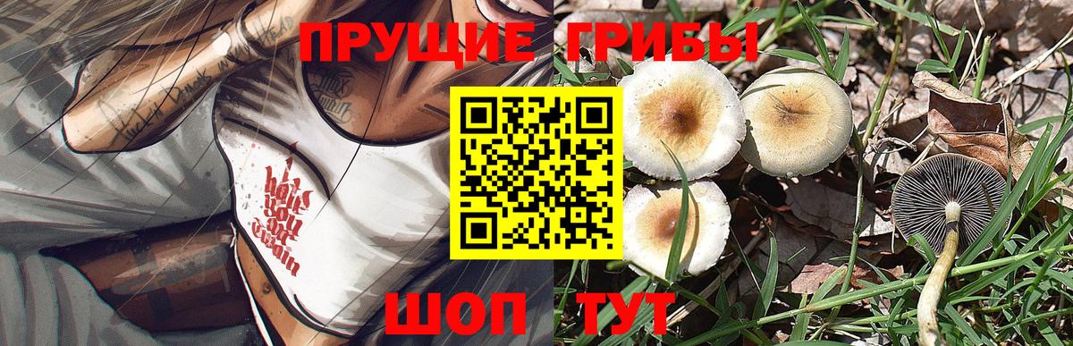 Псилоцибиновые грибы GOLDEN TEACHER Солнечногорск